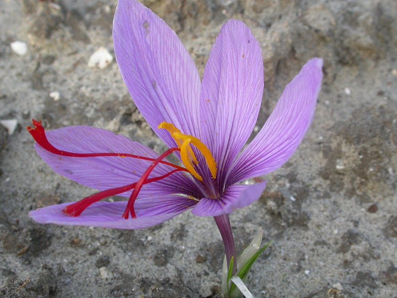 csm z162 safran crocus sativus bluete 2e293a6856